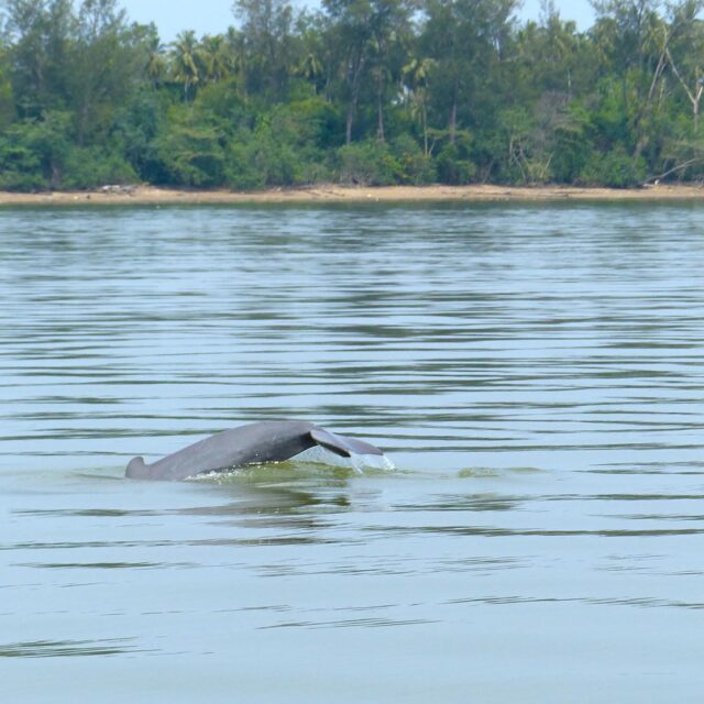 Irrawaddy Dolphin 72