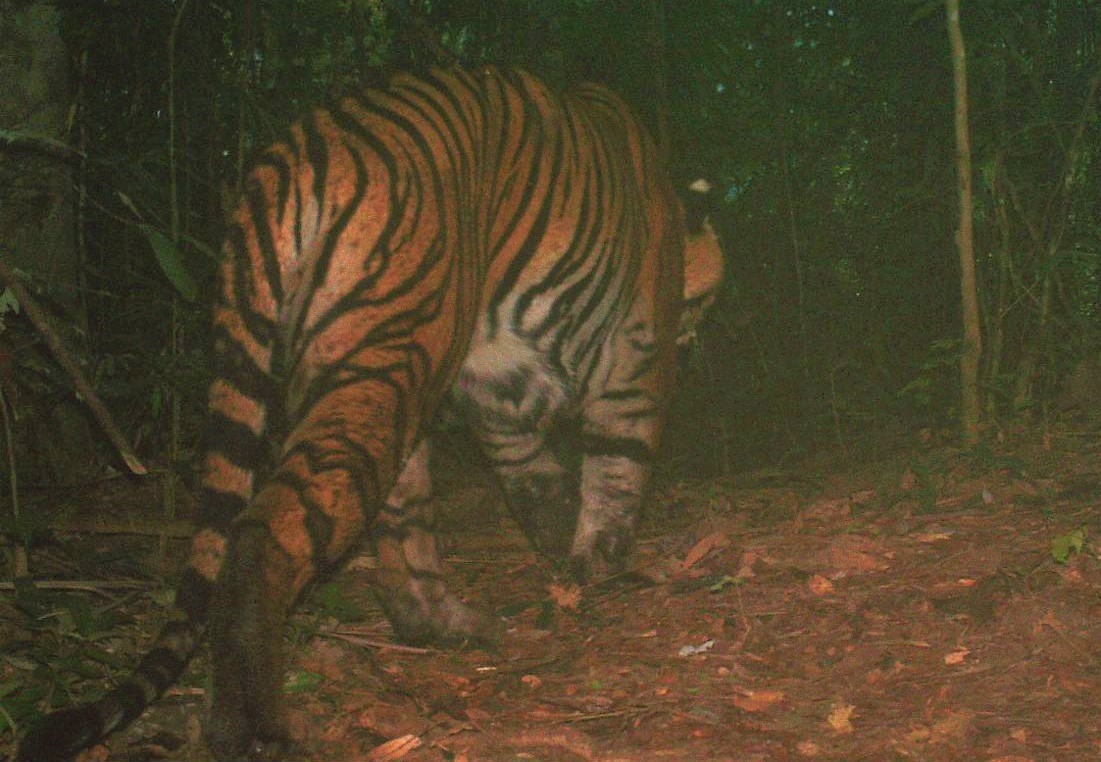 အင်ဒိုနီးရှားကျားမျိုးစိတ်ကိုတွေ့ရစဉ်။ 1