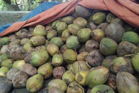 Pieces of coconut sskm