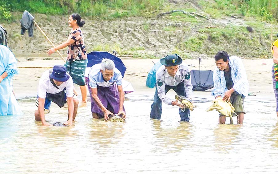 Myanmar protects over 1,000 endangered Burmese roofed turtles